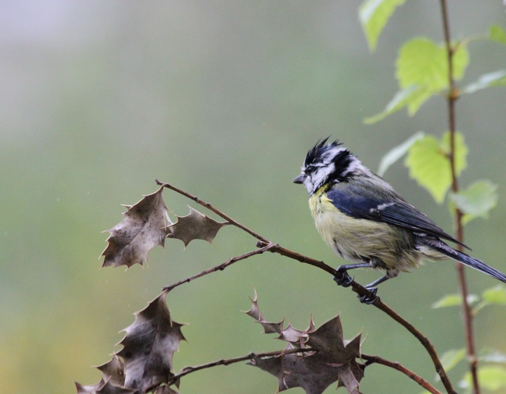 Vogel
