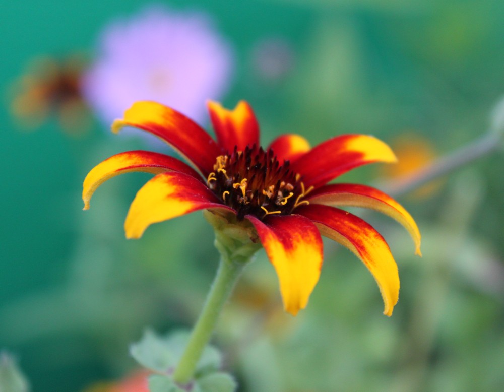Blume